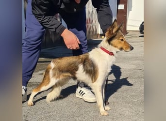 Uma ein agiles Mädchen