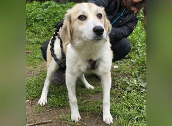 Buffy: sie liebt Menschen über alles