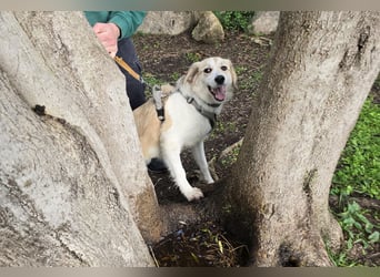 Buffy: sie liebt Menschen über alles
