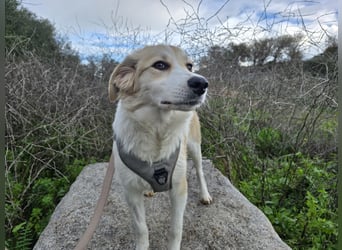 Buffy: sie liebt Menschen über alles