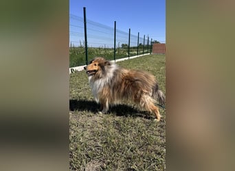Unwiderstehlicher Scotty hofft auf sein Zuhause
