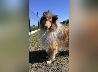 Unwiderstehlicher Scotty hofft auf sein Zuhause