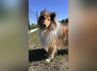 Unwiderstehlicher Scotty hofft auf sein Zuhause