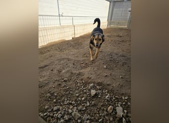 Bijou: verschmuste Junghündin freut sich auf Besuch