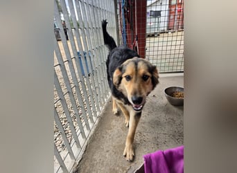 Bijou: verschmuste Junghündin freut sich auf Besuch