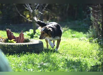 Stella - sanft und treu