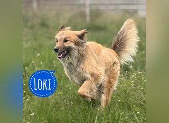 Loki ein sehr hübscher Rüde