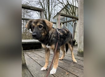 Daisy, aufgeweckt und lebensfroh