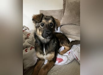 Daisy, aufgeweckt und lebensfroh