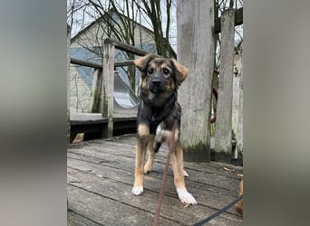 Daisy, aufgeweckt und lebensfroh