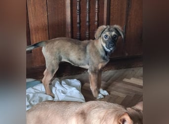 Daisy, aufgeweckt und lebensfroh