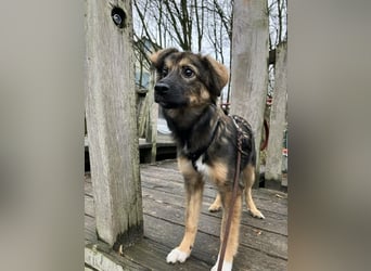 Daisy, aufgeweckt und lebensfroh