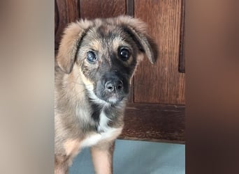 Daisy, aufgeweckt und lebensfroh