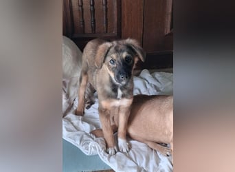 Daisy, aufgeweckt und lebensfroh