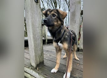 Daisy, aufgeweckt und lebensfroh