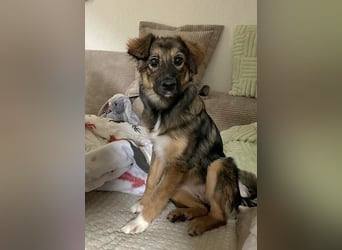 Daisy, aufgeweckt und lebensfroh