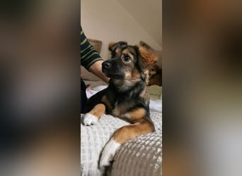 Daisy, aufgeweckt und lebensfroh