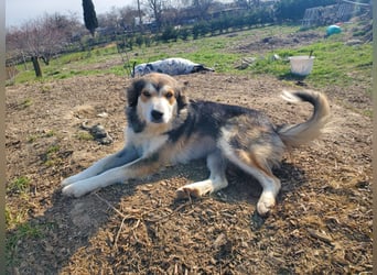 Mali, hübsche Colli Mischlingshündin