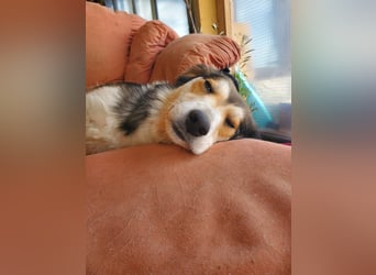 Mali, hübsche Colli Mischlingshündin