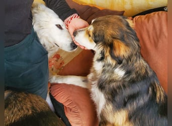 Mali, hübsche Colli Mischlingshündin