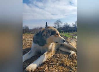 Mali, hübsche Colli Mischlingshündin