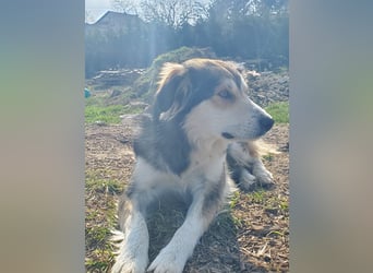 Mali, hübsche Colli Mischlingshündin