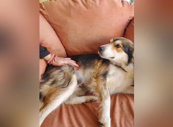 Mali, hübsche Colli Mischlingshündin