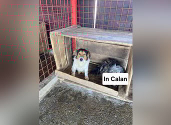 Pedro sucht Hundeflüsterer