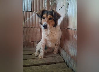 Pedro sucht Hundeflüsterer