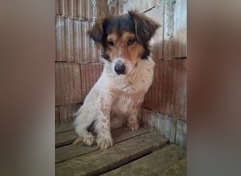 Pedro sucht Hundeflüsterer