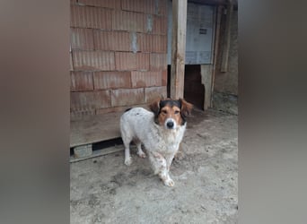 Pedro sucht Hundeflüsterer