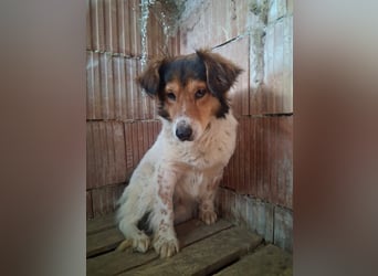 Pedro sucht Hundeflüsterer