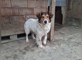 Pedro sucht Hundeflüsterer