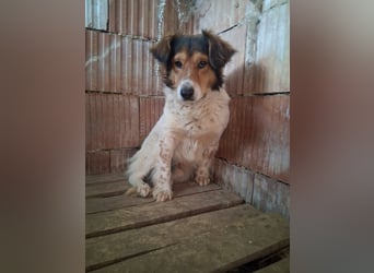 Pedro sucht Hundeflüsterer