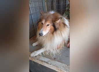 Cezar-PP – Ein eleganter Collie-Charmeur sucht sein „Für immer Zuhause“ ✨