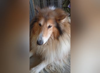Cezar-PP – Ein eleganter Collie-Charmeur sucht sein „Für immer Zuhause“ ✨