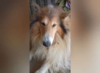 Cezar-PP – Ein eleganter Collie-Charmeur sucht sein „Für immer Zuhause“ ✨
