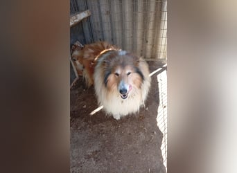 Cezar-PP – Ein eleganter Collie-Charmeur sucht sein „Für immer Zuhause“ ✨