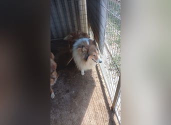 Cezar-PP – Ein eleganter Collie-Charmeur sucht sein „Für immer Zuhause“ ✨