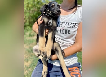 Vier niedliche Schäfi Mix Schwesterchen, 3Mon., Familienhunde