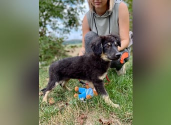 Vier niedliche Schäfi Mix Schwesterchen, 3Mon., Familienhunde