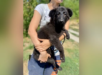 Vier niedliche Schäfi Mix Schwesterchen, 3Mon., Familienhunde