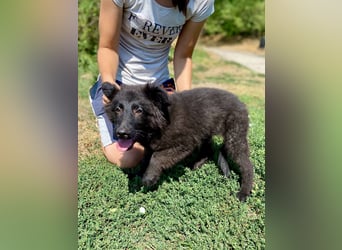 Vier niedliche Schäfi Mix Schwesterchen, 3Mon., Familienhunde