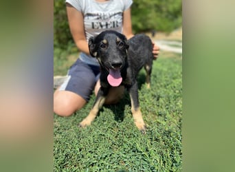 Vier niedliche Schäfi Mix Schwesterchen, 3Mon., Familienhunde
