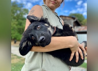 Vier niedliche Schäfi Mix Schwesterchen, 3Mon., Familienhunde