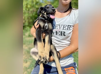 Vier niedliche Schäfi Mix Schwesterchen, 3Mon., Familienhunde