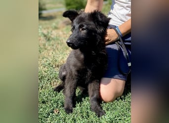 Vier niedliche Schäfi Mix Schwesterchen, 3Mon., Familienhunde