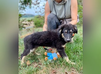 Vier niedliche Schäfi Mix Schwesterchen, 3Mon., Familienhunde