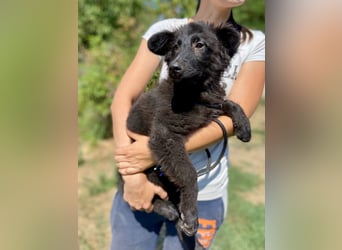 Vier niedliche Schäfi Mix Schwesterchen, 3Mon., Familienhunde