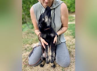 Vier niedliche Schäfi Mix Schwesterchen, 3Mon., Familienhunde